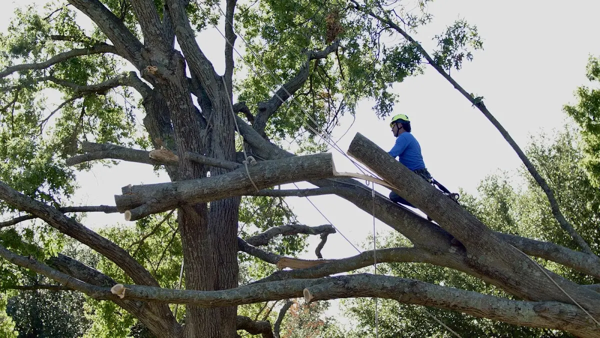 Professional Crown Thinning performed by certified arborists in Isabel